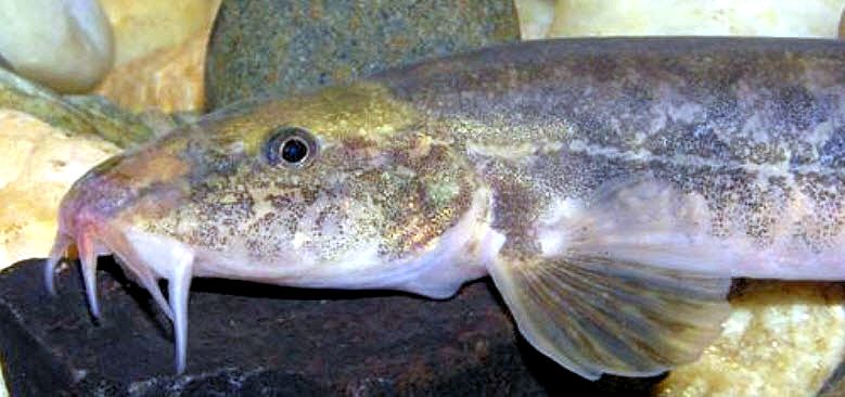 Barbatula barbatula_04.jpg